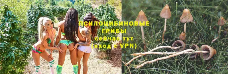 Галлюциногенные грибы Psilocybe  Вытегра 